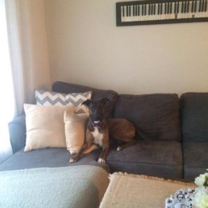 piano wall art with dog
